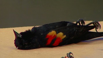 Tisícovky ptáků padaly z nebe na Nový rok v Arkansasu